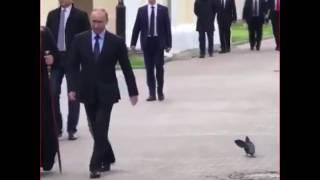Голубь отдал честь Путину