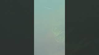 These fish tease me