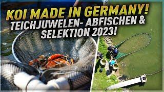 Beeindruckend! Koi made in Germany! Teichjuwelen Abfischen und Selektion 2023!