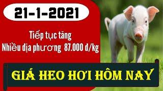 Giá heo hơi hôm nay ngày 21/1/2021 - Nhiều địa phương nhảy vọt lên 87.000 đ/kg