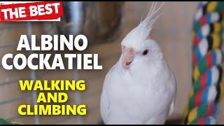 ALBINO COCKATIEL VLOG-Climbing-Singing-Cleaning