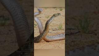 Animal The Snake Fight Club | Mehrab Wildlife