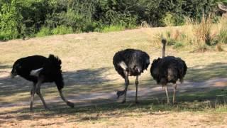 Animals of Kilimanjaro Safari at Disney's Animal Kingdom