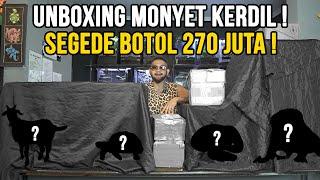 DILUAR NALAR ! UNBOXING MONYET KERDIL SEGEDE BOTOL ! #AudreyA #unboxing