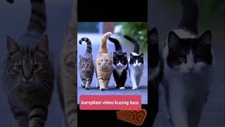 Kumpulan video kucing lucu lihat di channel saya bosku #catlover #funnycats #cats