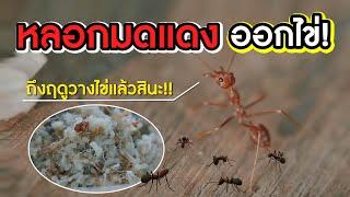 หลอกมดแดงออกไข่ l ไทยทึ่ง WOW! THAILAND