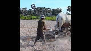 #wow #farming #plowing #automobile #amazingcow #4k #cow #plowlife #shortsvideo #farm