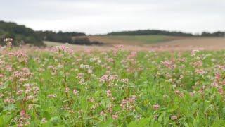 Gemeinsame Agrarpolitik GAP der EU - Nutzen für Landwirt:innen und Rolle der Landwirtschaftskammer