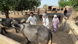 Anjum Saroya ne katta  vechia  chacha Bota noon.  Qurbani ka katta  anjum Saroya ne kitne ka diya.