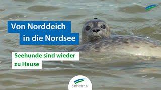 Von Norddeich in die Nordsee: Seehunde sind wieder zu Hause