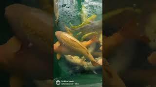 Are these the BIGGEST Koi in the World?!? Marudo Koi Farm #shorts