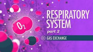 Respiratory System, Part 2: Crash Course Anatomy & Physiology #32