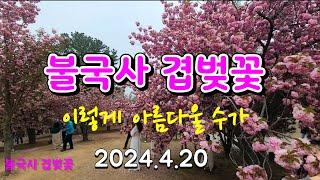 [경주 불국사]  겹벚꽃 절정입니다 2024.4.20.