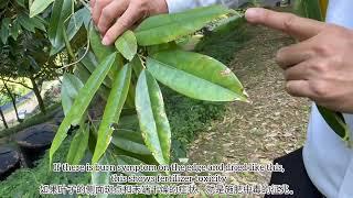 Persediaan berbunga Flowering Preparation准备榴莲树开花