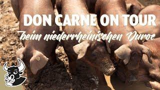 Das niederrheinische Duroc Schwein ️| DON CARNE ON TOUR