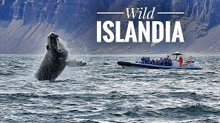 ISLANDIA: EXPEDICIÓN FAUNA SALVAJE Y PAISAJES