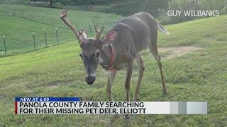 MS family searching for their missing pet deer