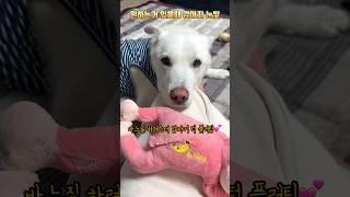 턱플러팅! 시크한 시루 스타일상 최고의 애교  #강아지일상 #강아지브이로그 #진도믹스 #반려견 #귀여운강아지 #애교쟁이