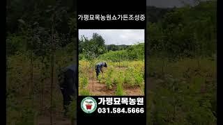 가평묘목농원 쇼가든 조성중입니다