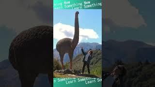 The Mighty Moa: New Zealand's Giant Flightless Bird