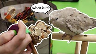 Teaching a Cockatiel to Play With Toys!