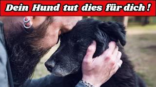 6 schockierende Dinge, die dein Hund jeden Tag für dich tut – ohne dass du es merkst!