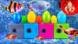 Colorful Satisfaction Surprise Eggs, Lobster, Hamster, Snake, Koi, cichlid, Butterfly Fish, Goldfish