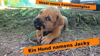 Auswandern nach Thailand - Ein Hund mit Namen Jacky