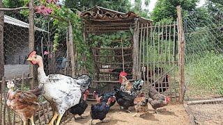 Os Refugos na criação de galinhas, como evitá-los?