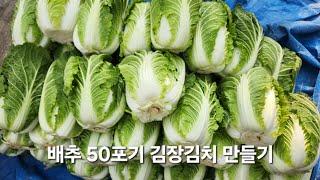 [ 배추 50포기 김장김치 만들기 ] 24년도 김장은 이렇게 만들어 보았습니다. 수확부터 김치완성까지 풀영상입니다.