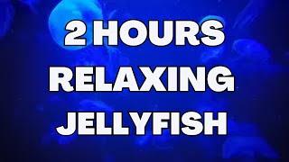 2 hours relaxing Jellyfish Aquarium - meditation calm music for sleep