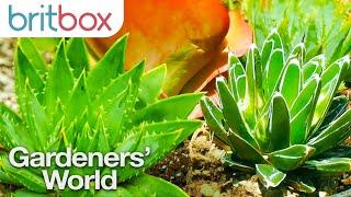 How to Take Care of your Succulents | Top Tips | Gardeners' World