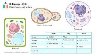 Cell Structure and Function [IB Biology SL/HL]