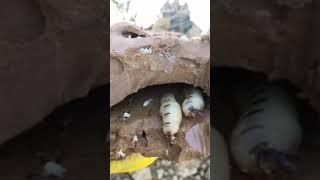 Termite ep08 #insecticides #shorts