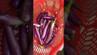 #Brinjal harvest# organic#viral#shortsfeed# trending# do subscribe #