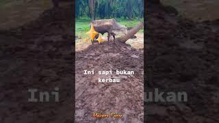 INI SAPI BUKAN KERBAU #peternaksapi #sapi #farm #breding #shorts