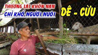 CHỉ Vì Thương Lái Nghịch Lý Nghề Nuôi Dê Nuôi Cừu Ở Ninh Thuận Càng Nuôi Càng Lỗ Lớn