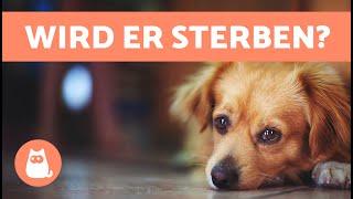 10 ANZEICHEN, dass ein HUND STIRBT  Kritische Symptome nicht ignorieren