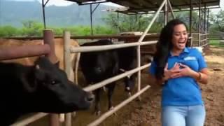 Confident Cow Doesn't Hesitate To Lick Attractive Reporter's Chest