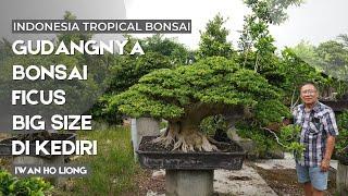 Gudangnya bonsai bonsai ficus big size super di kediri, Pak Iwan Ho liong