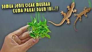 TERNYATA CUMA DAUN INI BIKIN RUMAH BEBAS DARI CICAK CICAK SELAMANYA