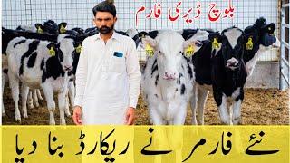 Baloch Dairy Farm | imported Female calf For sale | Friesian Heifers | #janibest 9 March 2025