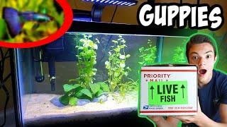 I Ordered *SHOW QUALITY* Guppies Offline