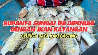 Seru!!! Terjumpa lubuk mahseer /Ikan semah Sarawak