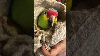 Giving Meds to Charlie Bird | pdsnonprofit