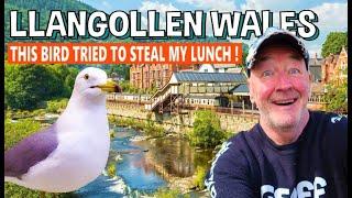 CHEEKY WELSH BIRD tries to steal my Pasty in Llangollen North Wales Denbighshire U.K.