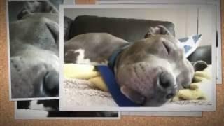 Orville - Adventures with his foster family!