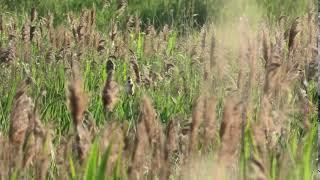 Great Reed Warbler