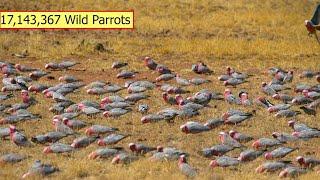 Australian Farmers Deal With Over 17 Million Wild Parrots This Way - Australian Farming