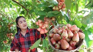 Rose Apple : Harvest and cook with country style - Amazing cooking video